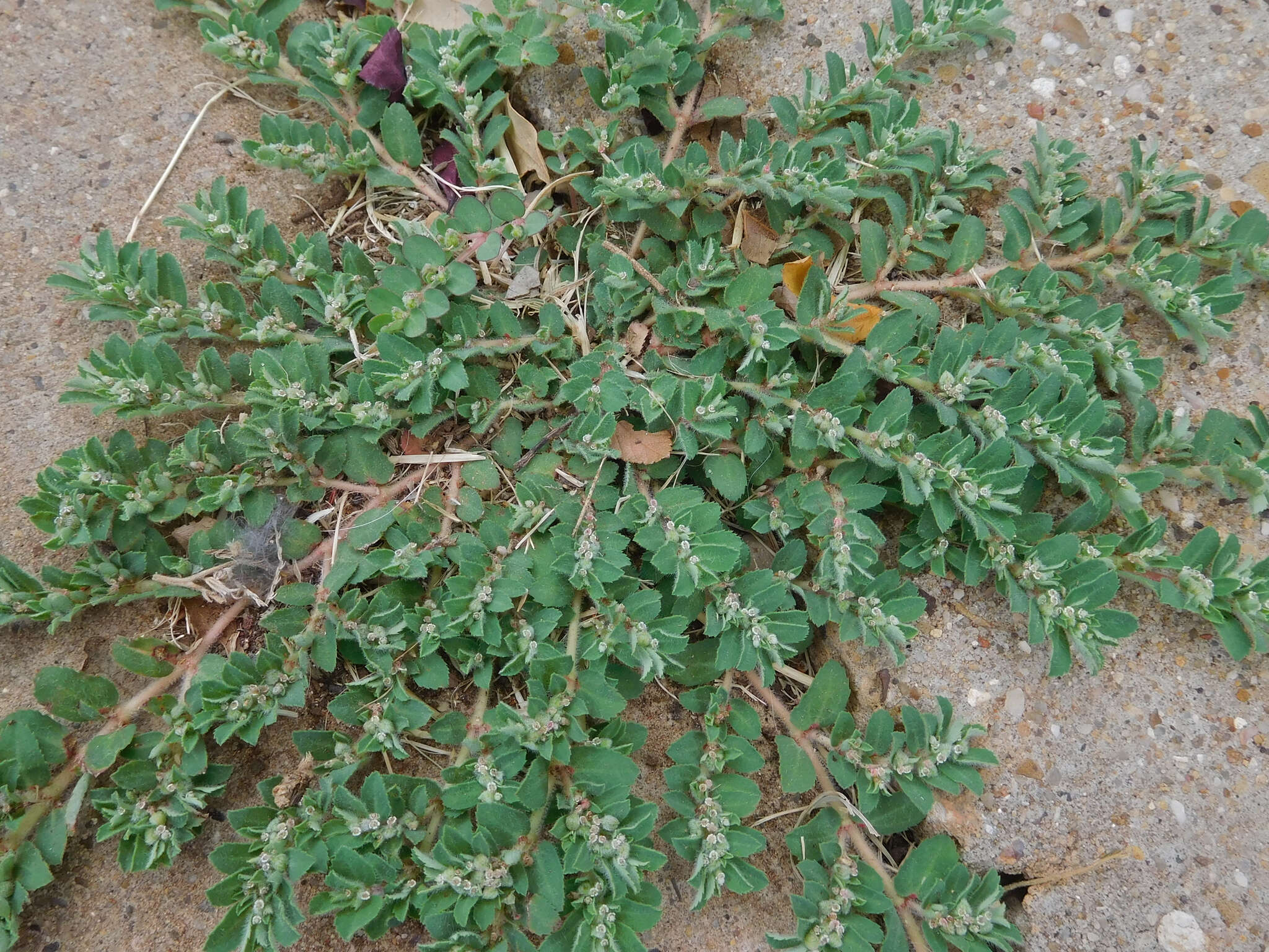 Imagem de Euphorbia stictospora var. stictospora