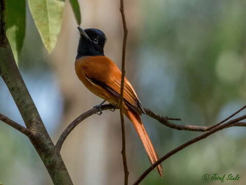 Image of Black-headed Paradise-Flycatcher