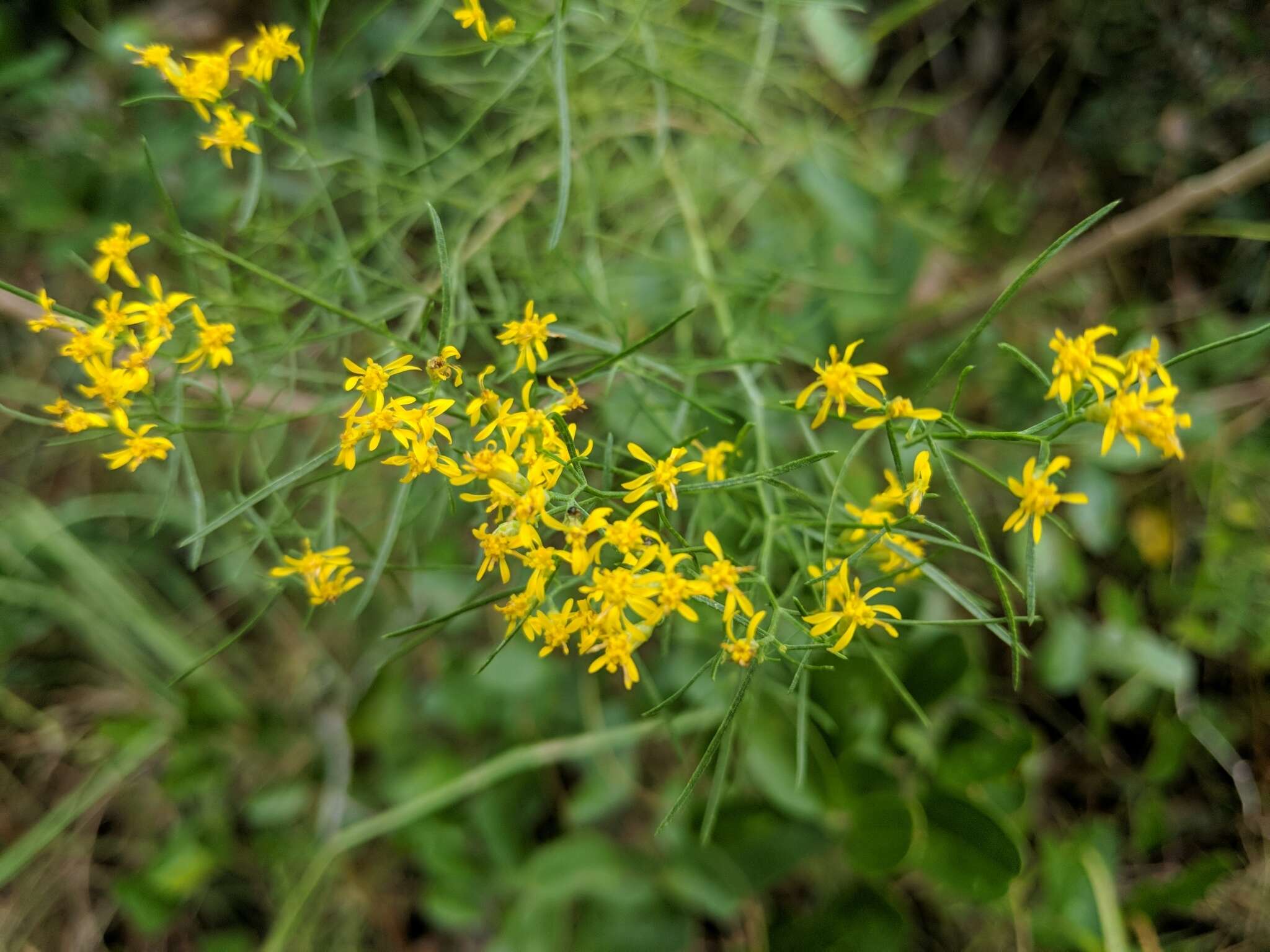 Image of Slender Goldentop