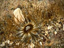 Image of Anthopleura nigrescens (Verrill 1928)