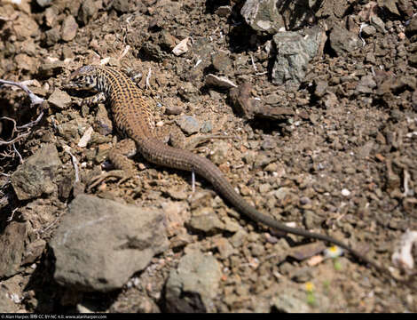 Image of Aspidoscelis tigris multiscutatus (Cope 1892)