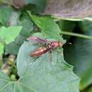 Image of Polistes simillimus Zikan 1951