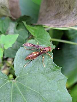 Image of Polistes simillimus Zikan 1951