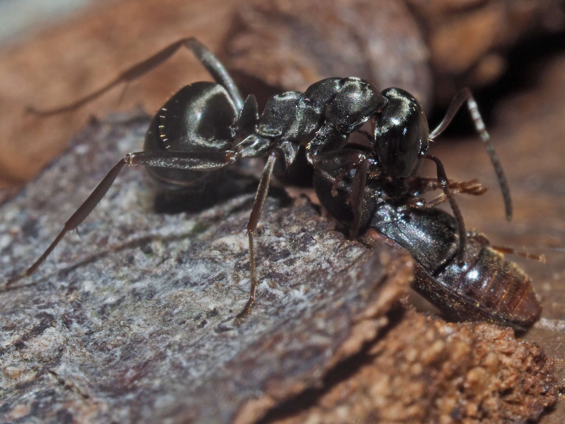 Image of Fan-bearing wood-borer