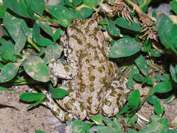 Image of Xinjiang Toad