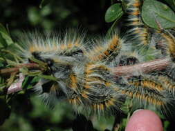 Image de Bombycomorpha bifascia Walker 1855