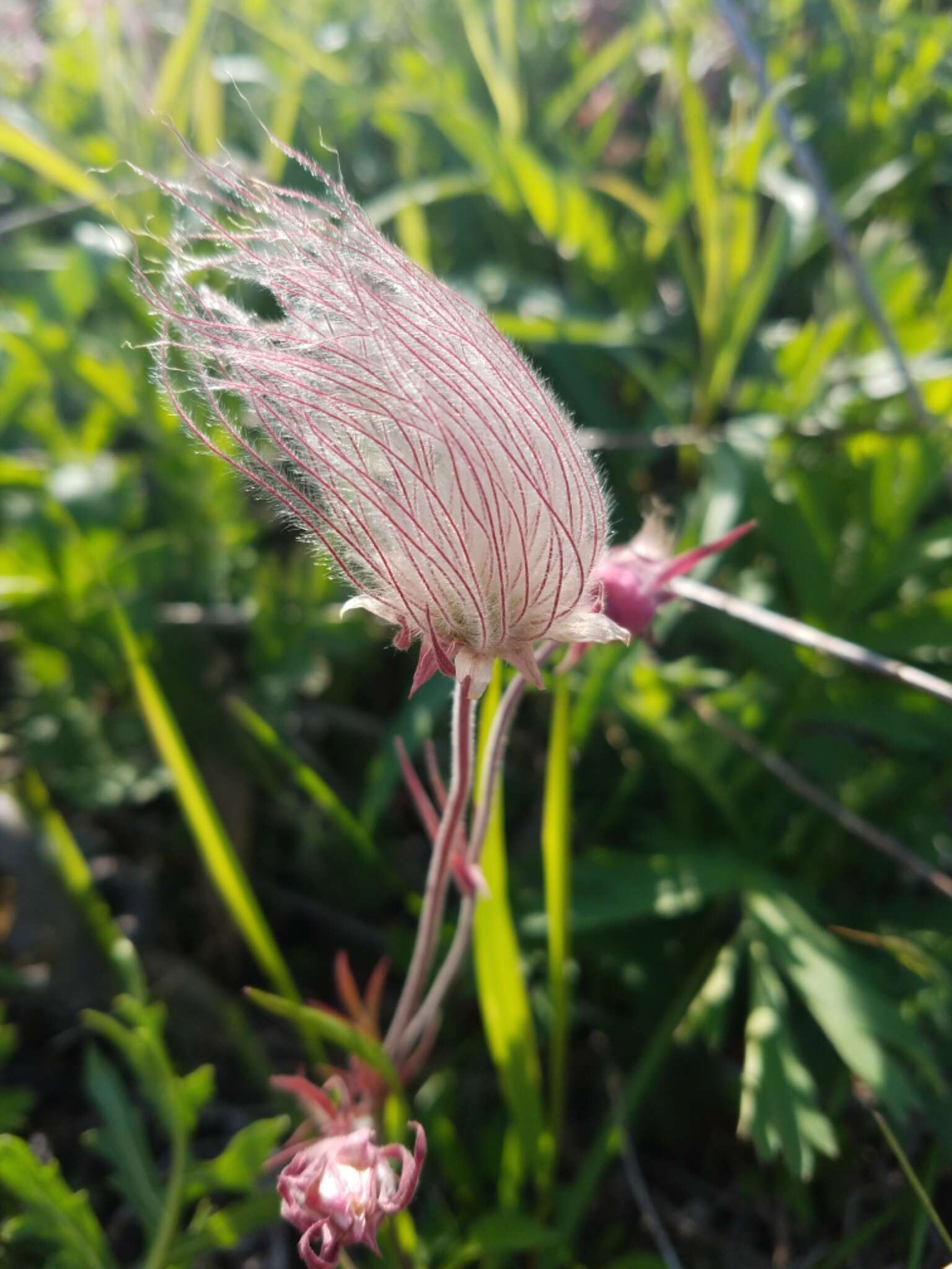 Image of old man's whiskers