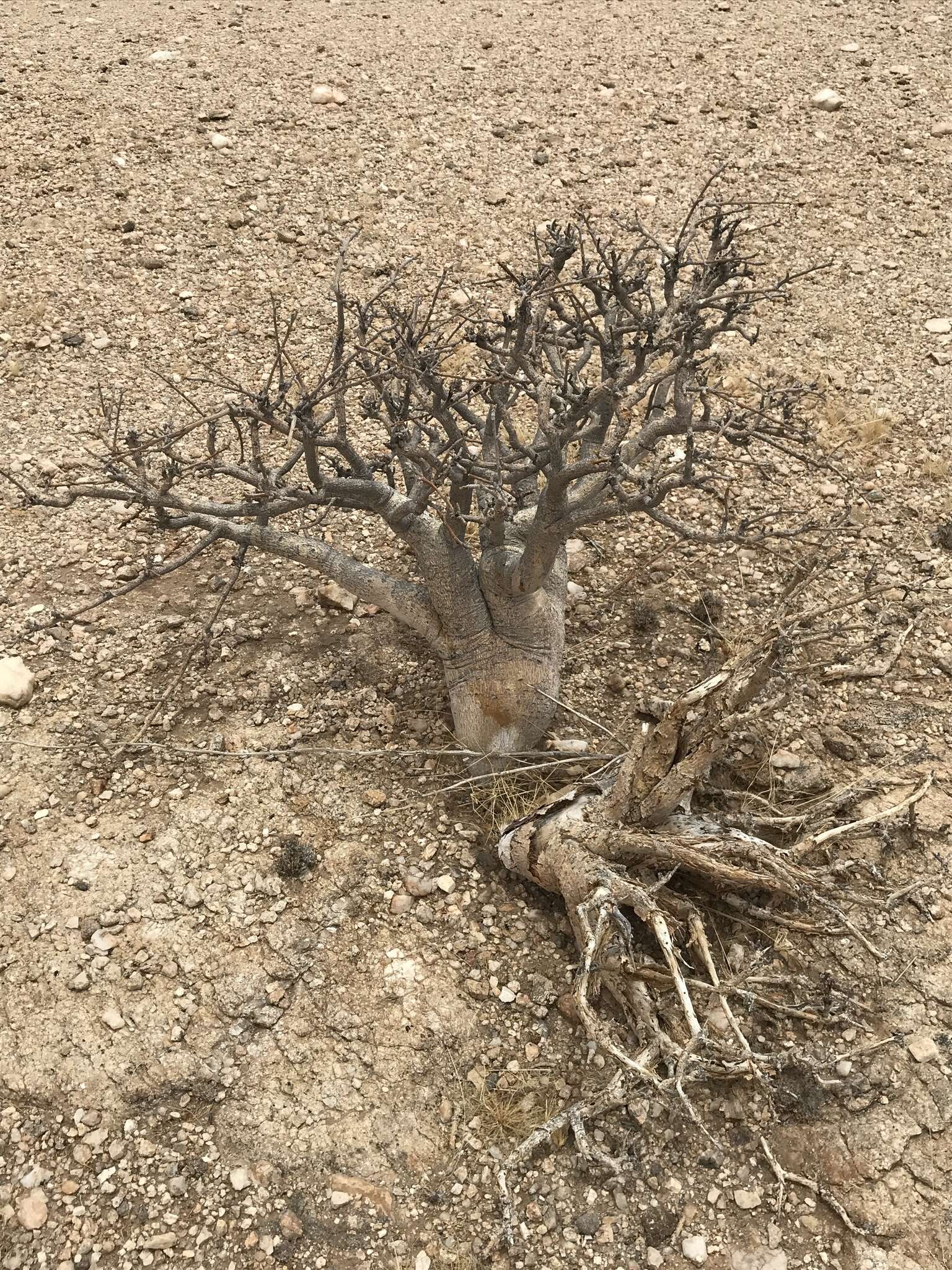 Image of Commiphora saxicola Engl.