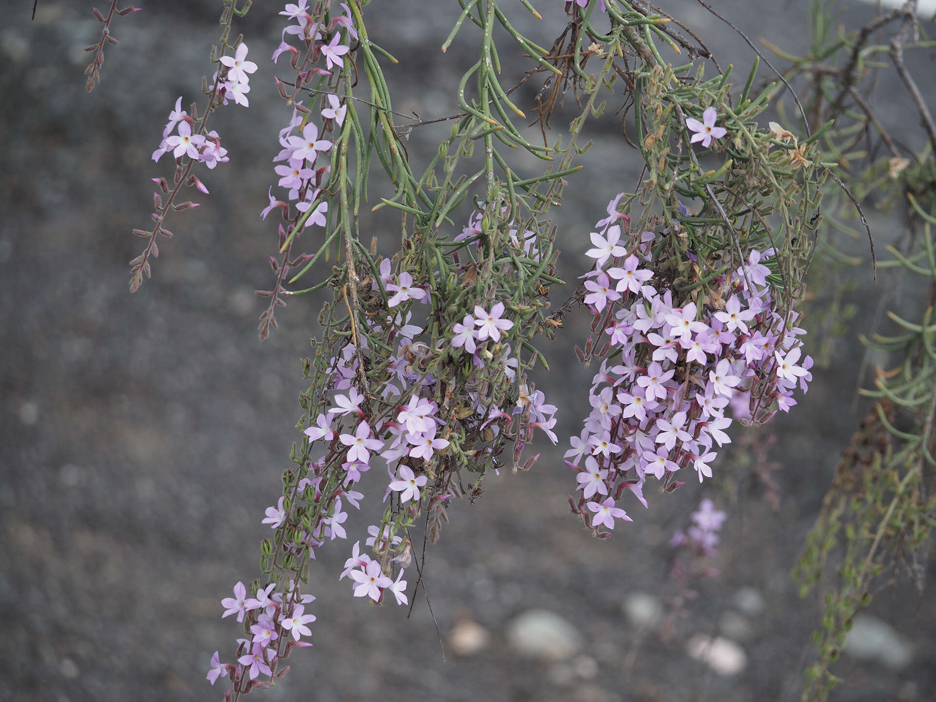 Image of Campylanthus salsoloides Roth