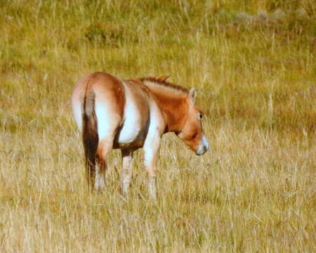 صورة Equus subgen. Equus Linnaeus 1758