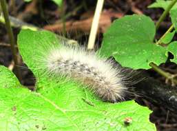 Image of Virginian Tiger Moth