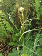 Image of Doronicum altaicum Pall.