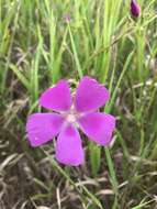 Callirhoe triangulata (Leavenw.) Gray resmi