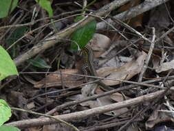 Imagem de Cnemidophorus gaigei Ruthven 1915