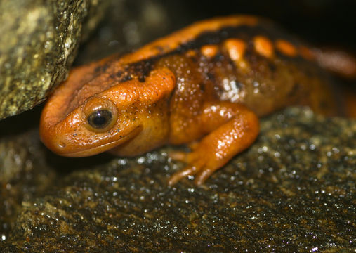Image of Emperor newt