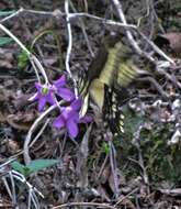 Plancia ëd Papilio lamarchei Staudinger 1892