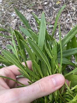 Слика од Scaevola repens de Vriese