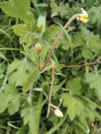 Semiaquilegia adoxoides (DC.) Makino resmi