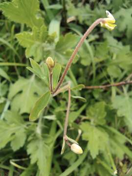 Image of Semiaquilegia adoxoides (DC.) Makino