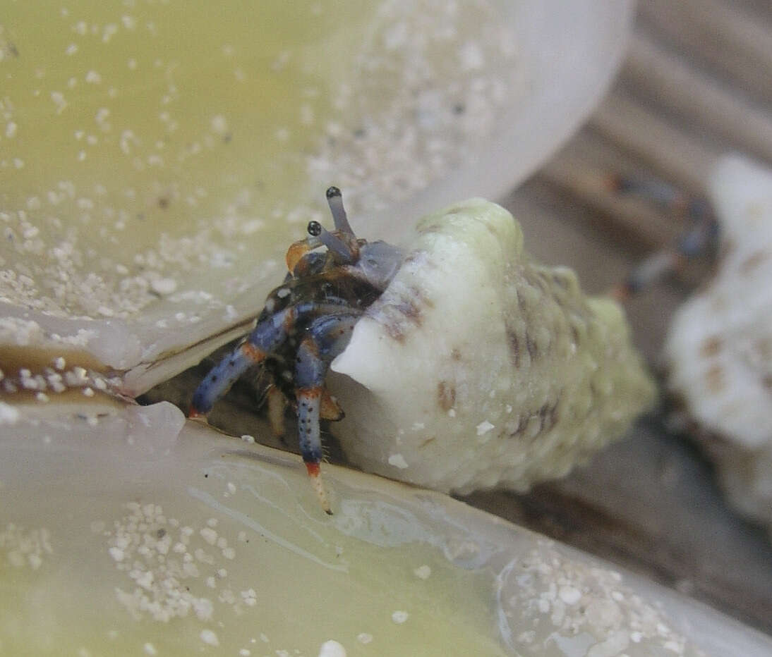 Image of blue-legged hermit crab