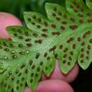 Image of threefork polypody