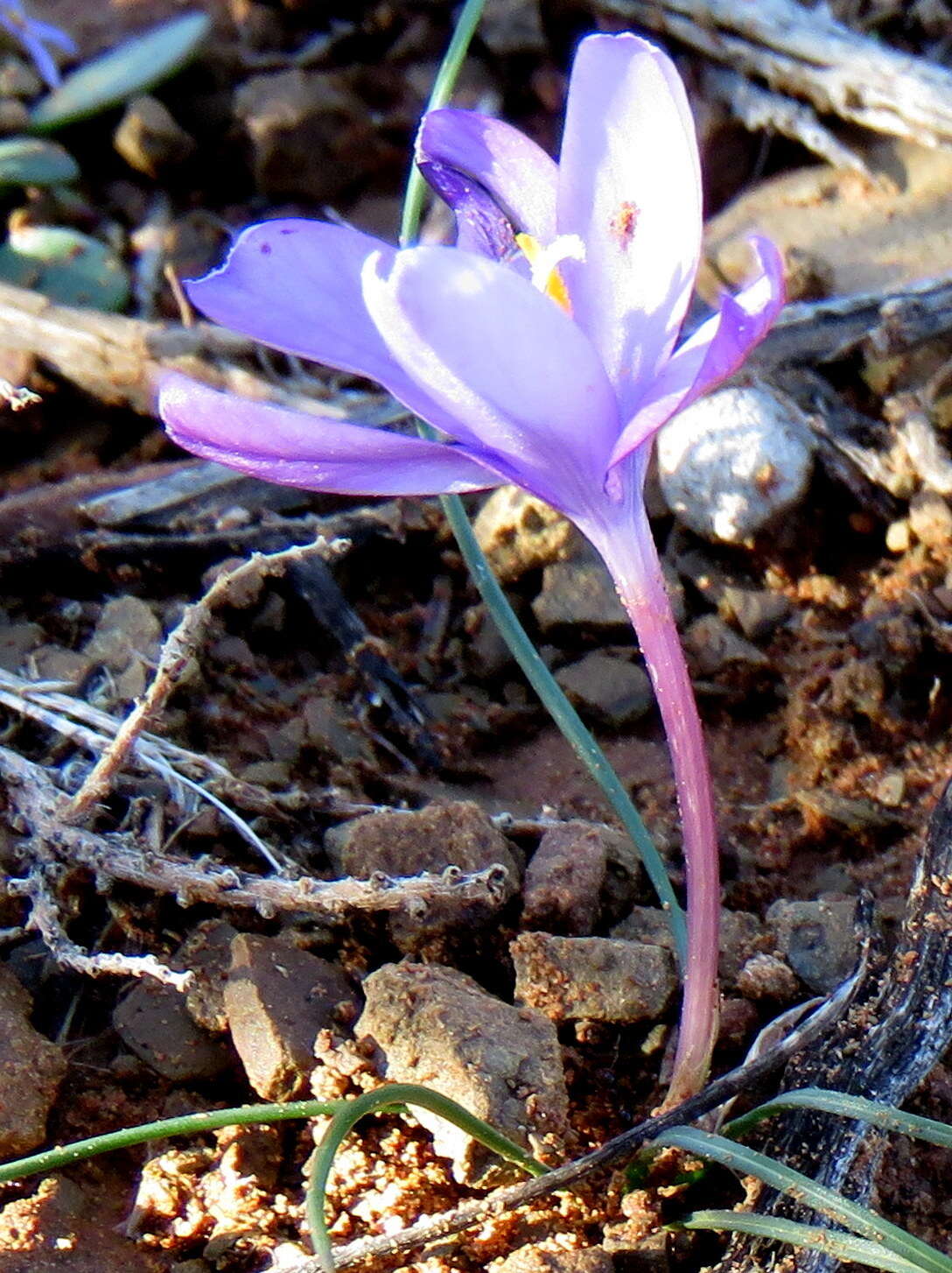 Image de Syringodea concolor (Baker) M. P. de Vos