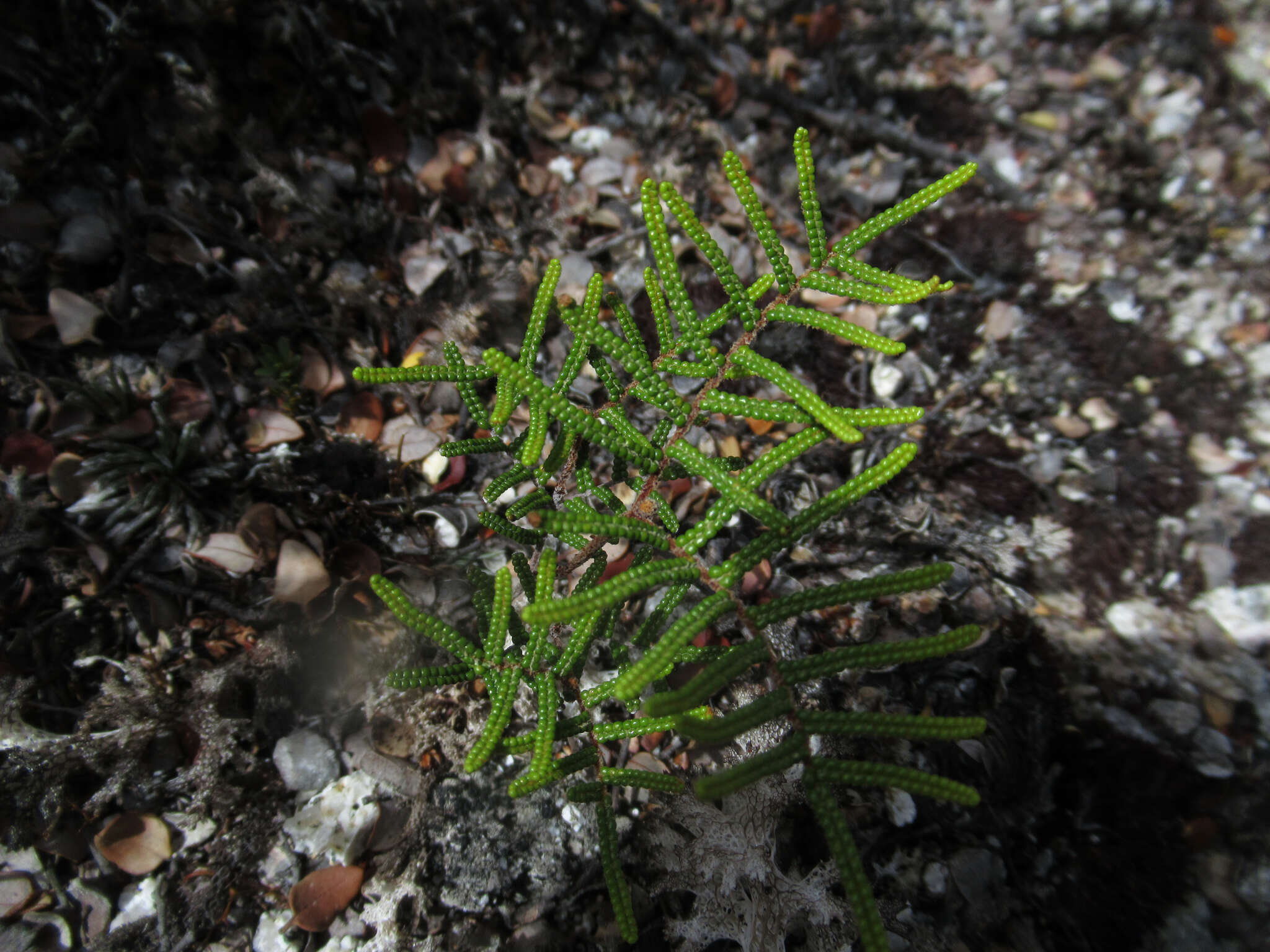 Image of Gleichenia alpina R. Br.