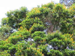 Imagem de Vochysia guatemalensis J. D. Smith