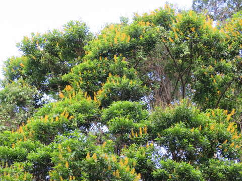 Image of Vochysia guatemalensis J. D. Smith