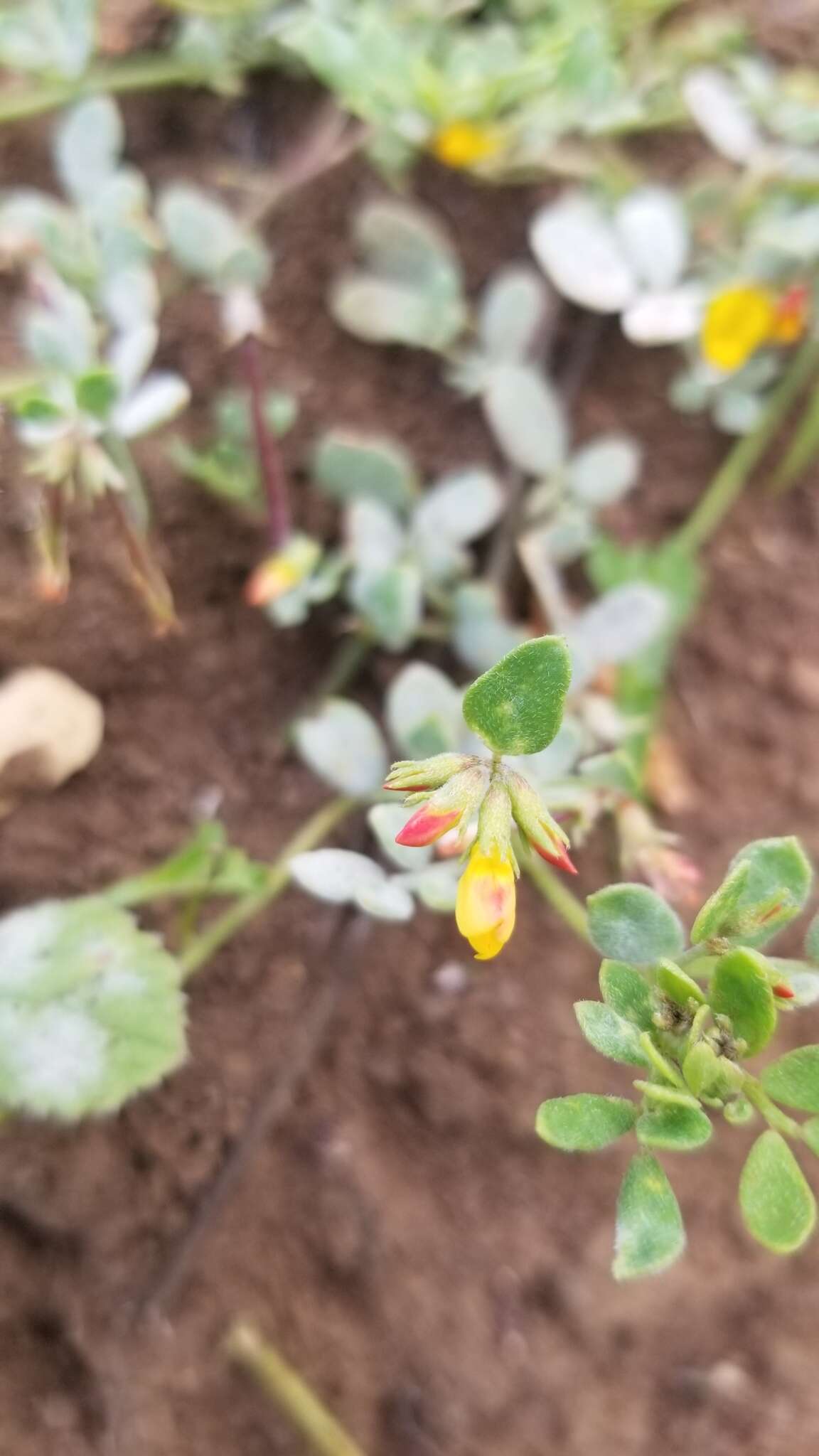 Image of coastal bird's-foot trefoil