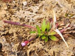 Image of Epilobium willisii Raven & Engelhorn