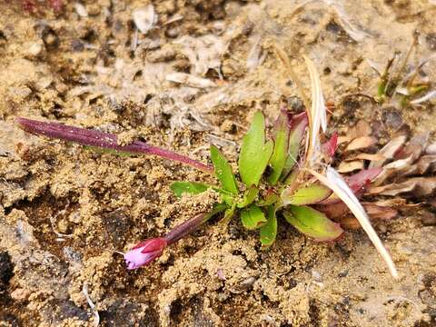 Imagem de Epilobium willisii Raven & Engelhorn