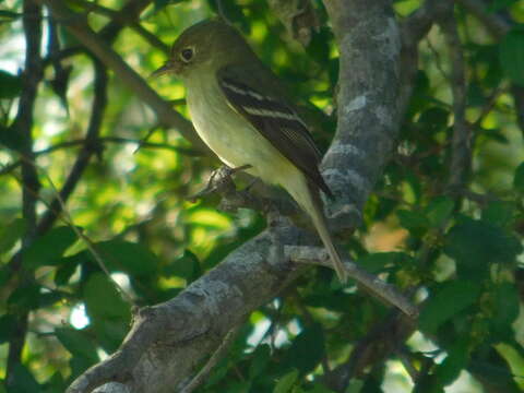 Image of Yellow-bellied Flycatcher