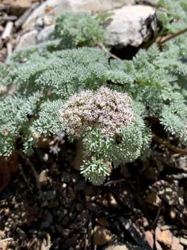 Plancia ëd Aulospermum aboriginum (M. E. Jones) Mathias