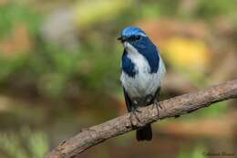 Image of Ultramarine Flycatcher