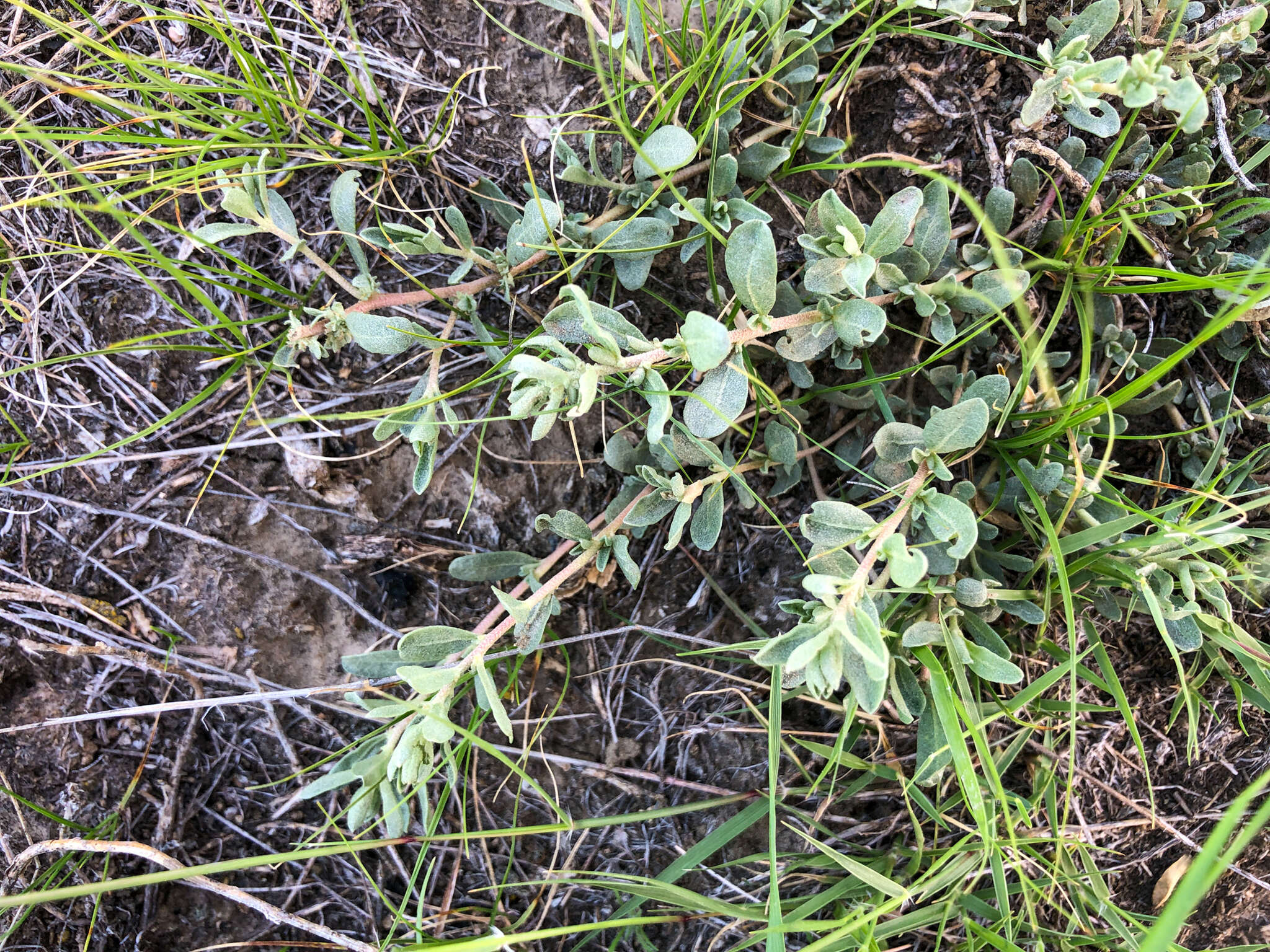 Image of Gardner's saltbush