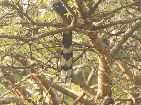 Image of Blue-faced Malkoha