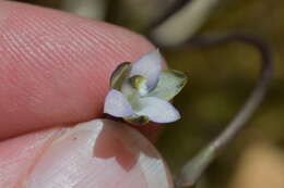 Image of Thelymitra purpureofusca Colenso