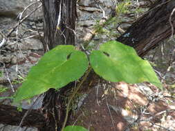 صورة Dictyanthus reticulatus Benth. & Hook. fil. ex Hemsl.