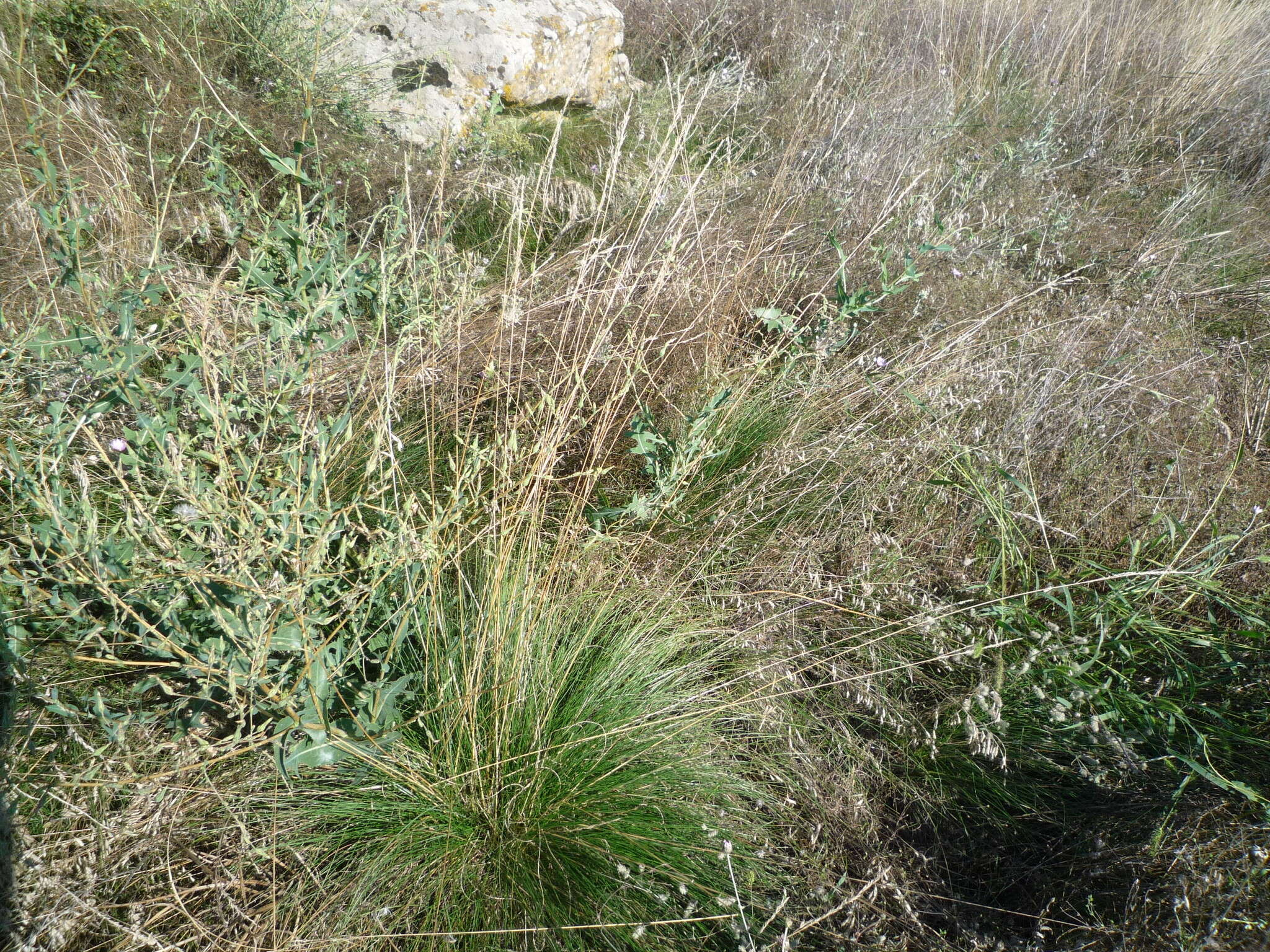 Image of Festuca rupicola Heuff.