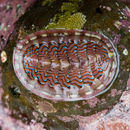 Image of chitons
