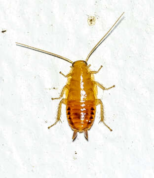 Image of Small Yellow Texas Cockroach