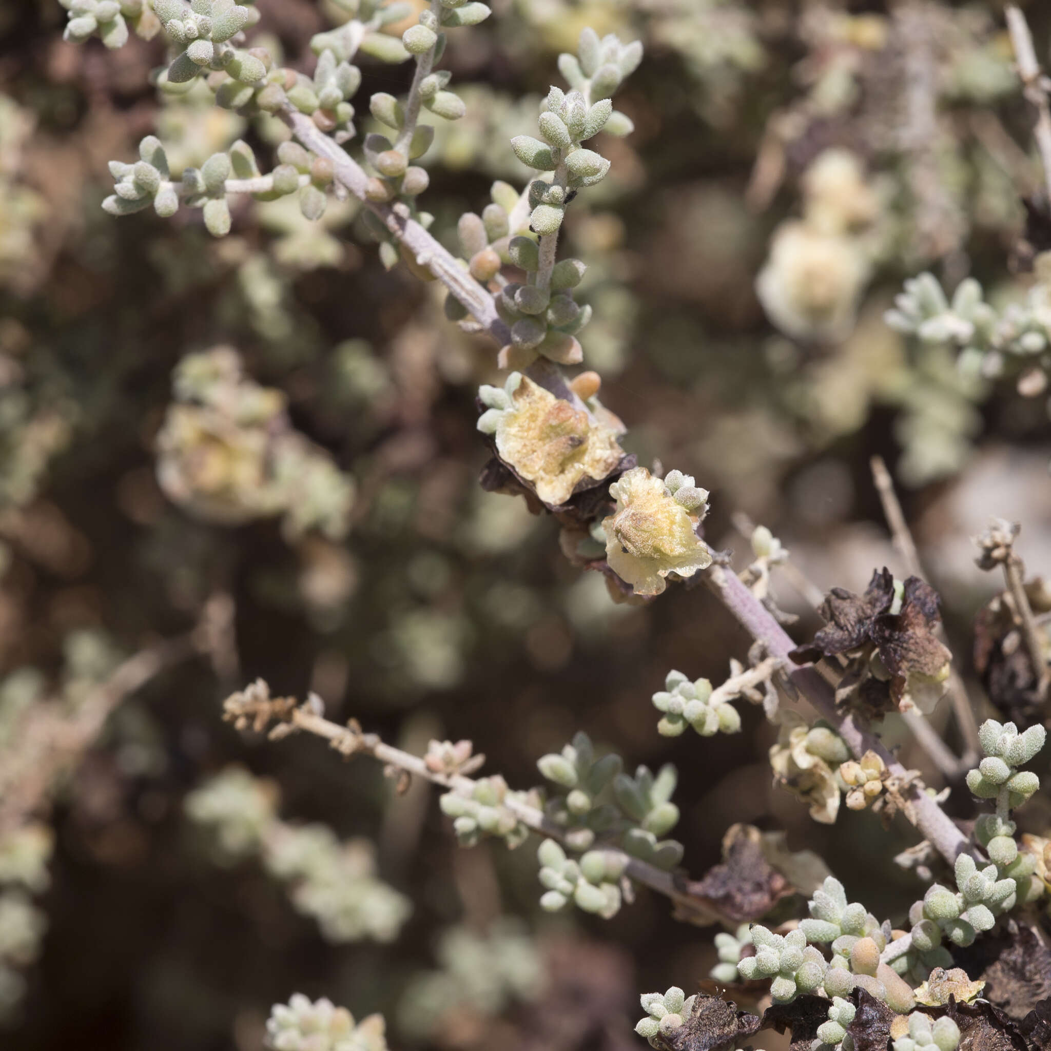 Maireana pyramidata (Benth.) P. G. Wilson resmi