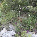 Image of Dianthus sylvestris subsp. tergestinus (Rchb.) Hayek