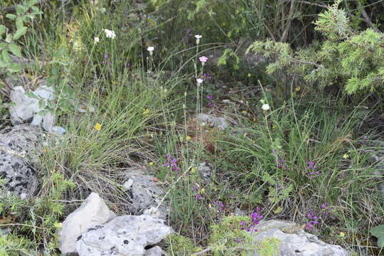 Image of Dianthus sylvestris subsp. tergestinus (Rchb.) Hayek