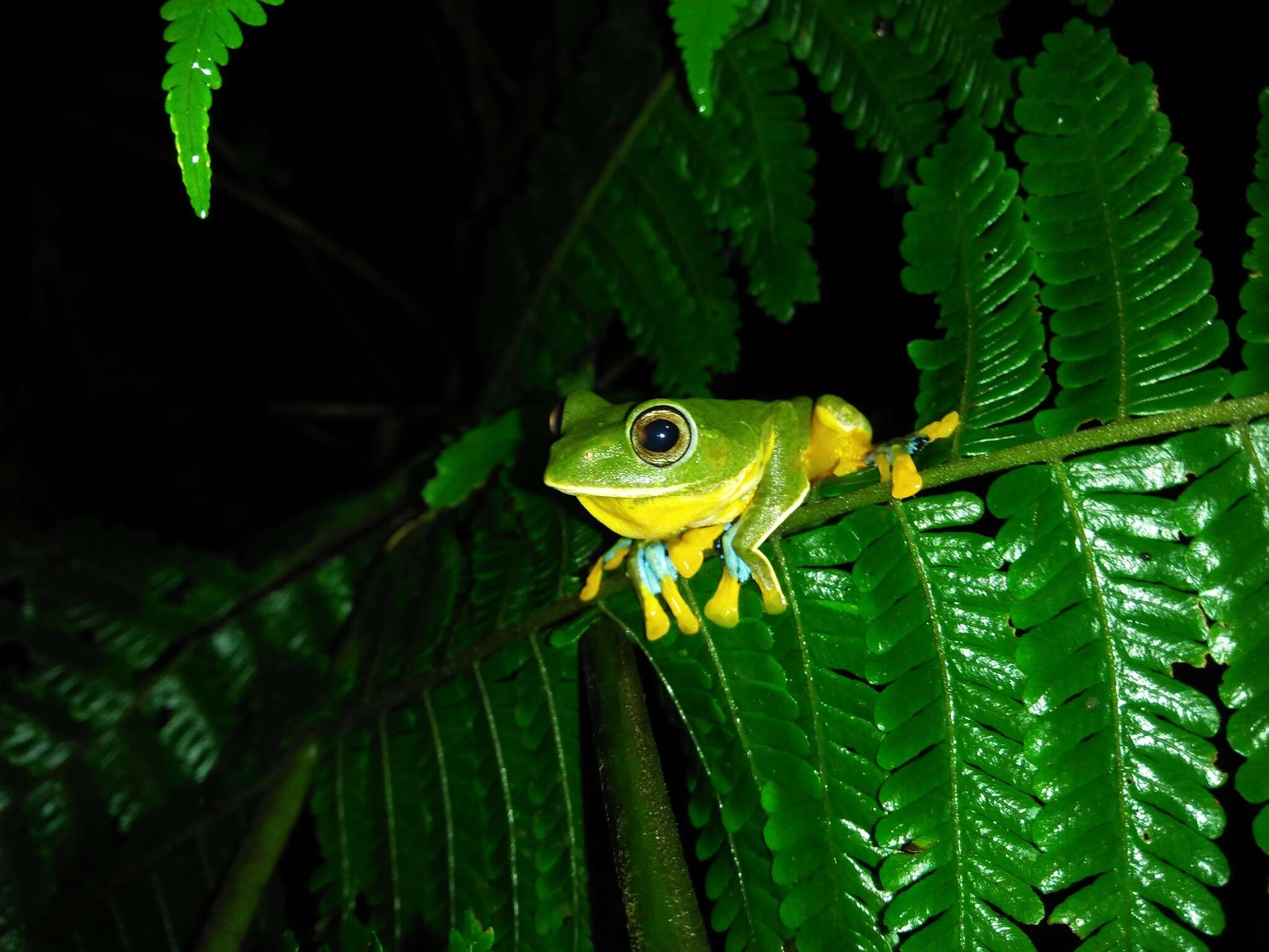 Image of Black-webbed Treefrog