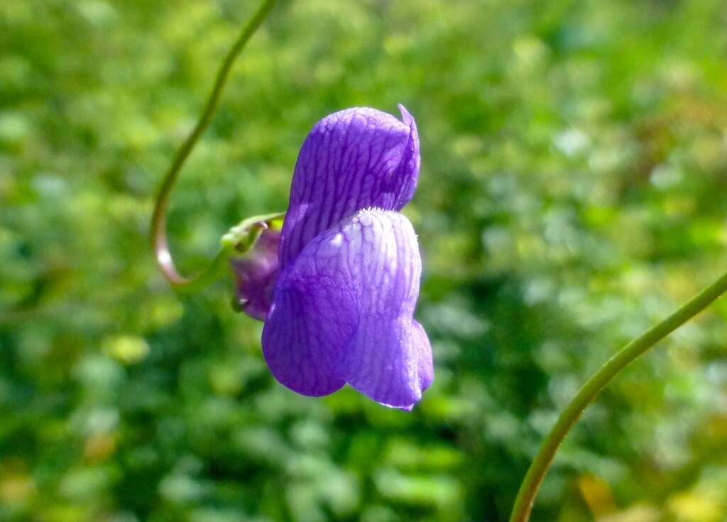 Imagem de Antirrhinum strictum (Hooker & Arnott) A. Gray