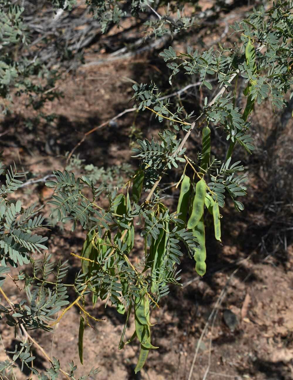 Image of glory wattle