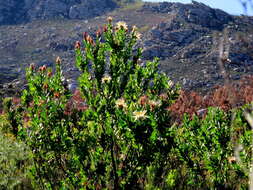 Imagem de Protea aurea subsp. aurea