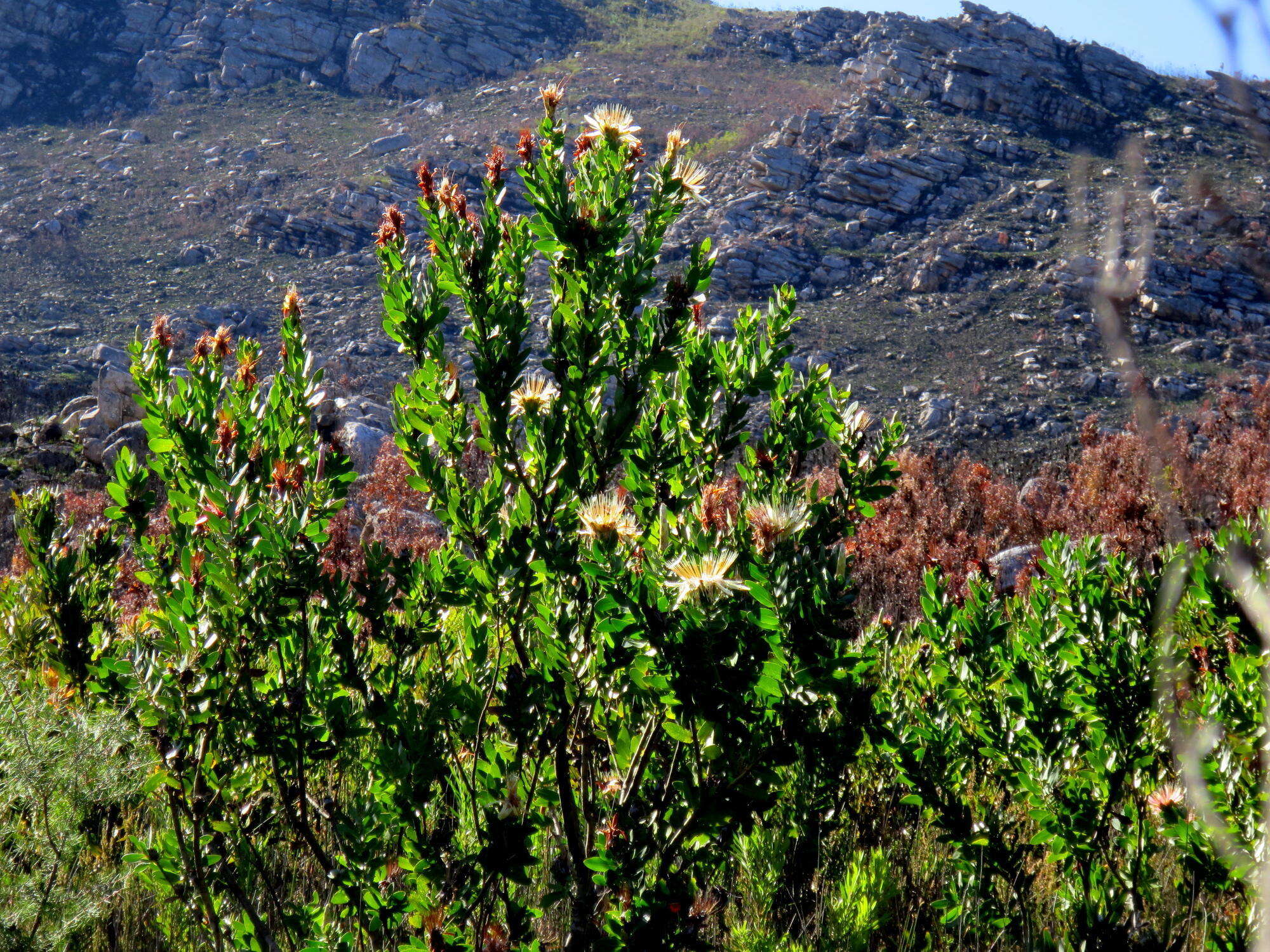 Imagem de Protea aurea subsp. aurea